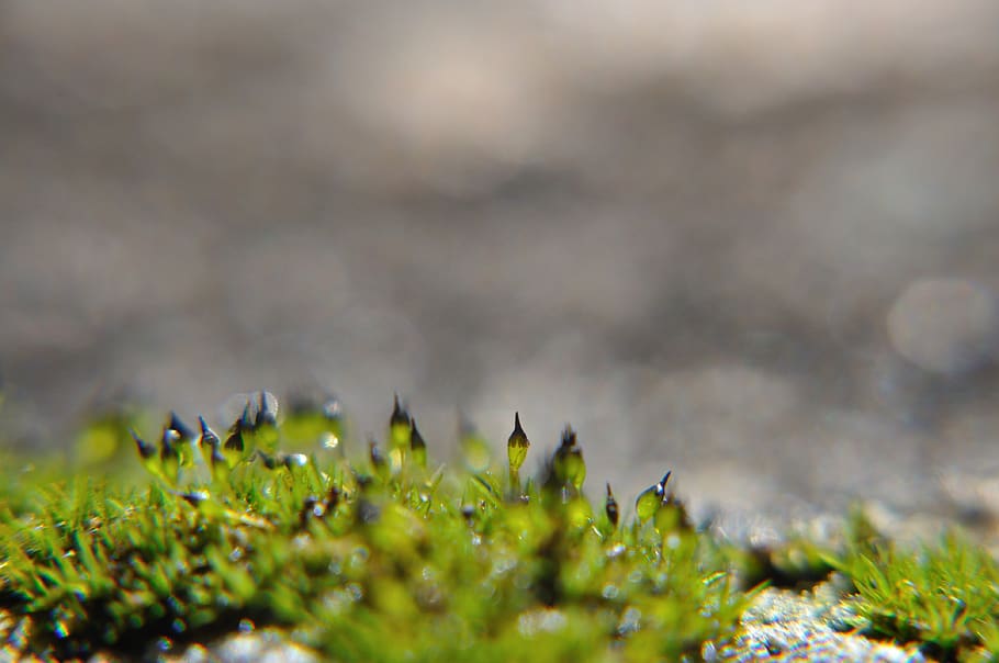 moss, macro, granite, mini, tiny, forest, flora, plant, organic HD wallpaper