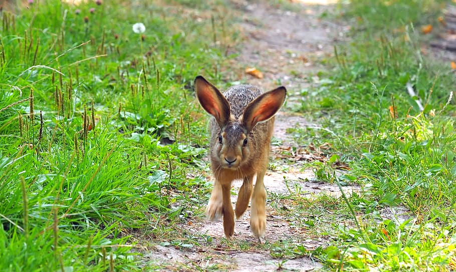 hare, rabbit, animal, brown, nature, animal themes, grass, mammal HD wallpaper