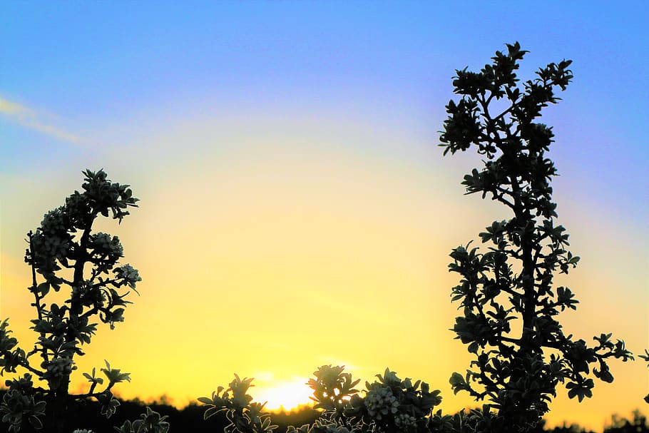 sunset, in the evening, nature, spring, sky, landscape, beautiful HD wallpaper