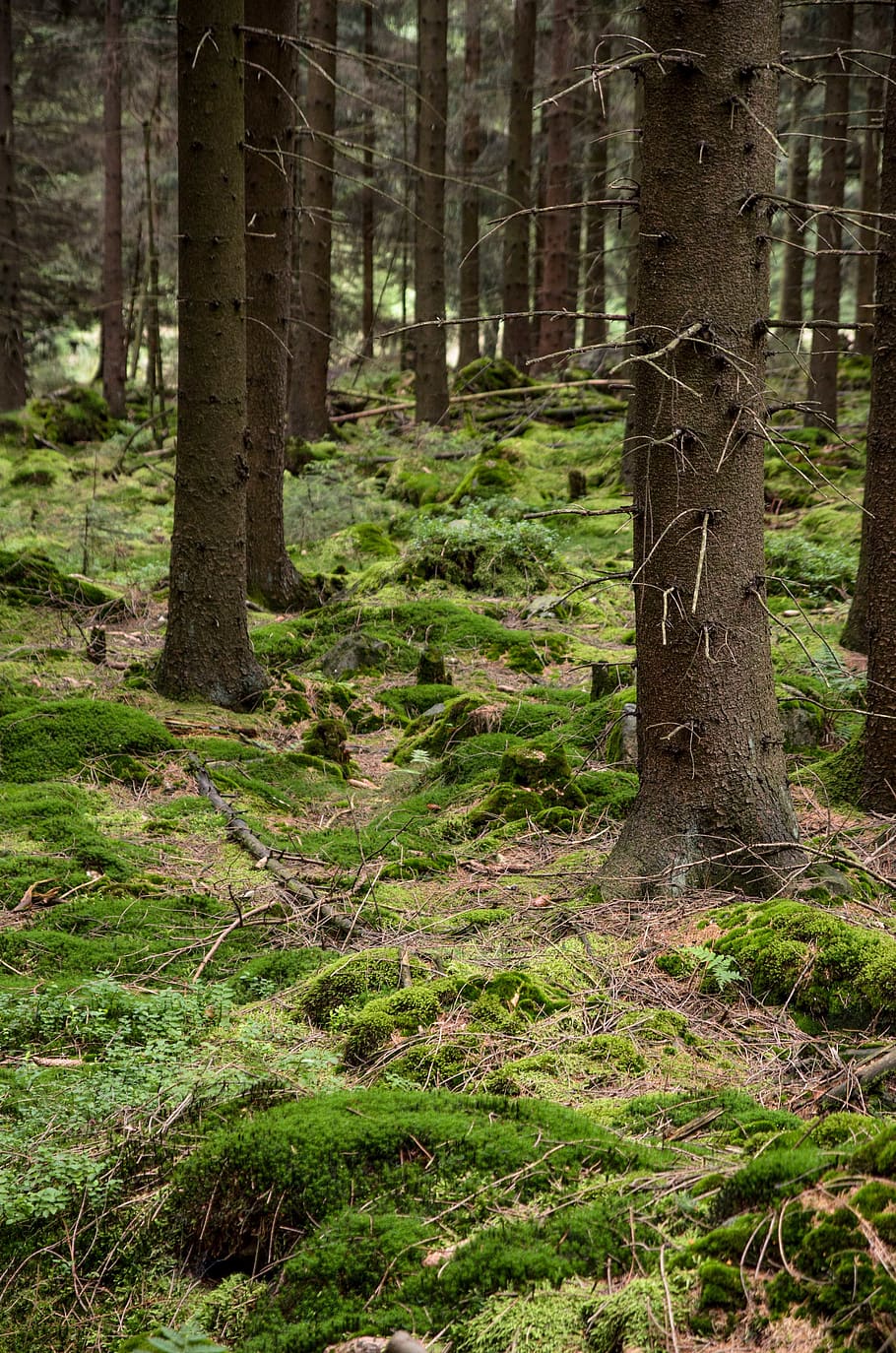 trees, forest, woods, green, nature, eifel, eifelsteig, wald HD wallpaper