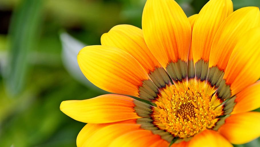 Yellow Flower, bloom, blossom, close-up, flora, HD wallpaper HD wallpaper
