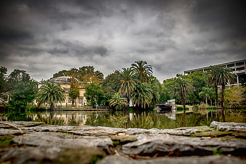 argentina, la plata, palmtrees, beautiful, peaceful, lake, water HD wallpaper