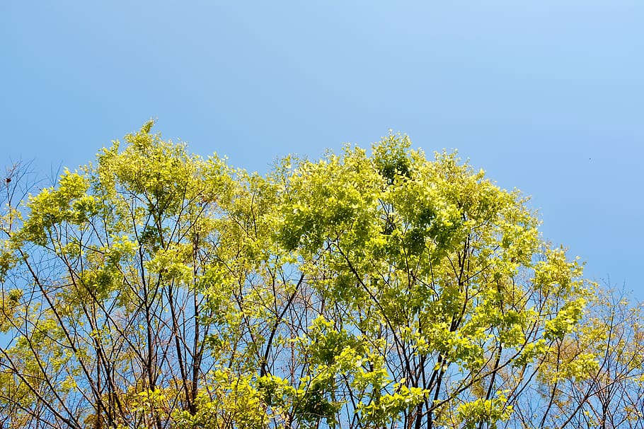 plant, tree, sky, low angle view, growth, clear sky, nature HD wallpaper
