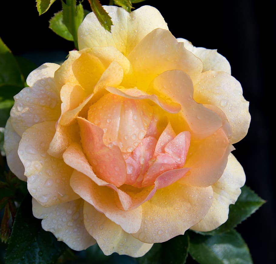 rose, plant, flower, yellow, ornamental plant, bloom, flora HD wallpaper