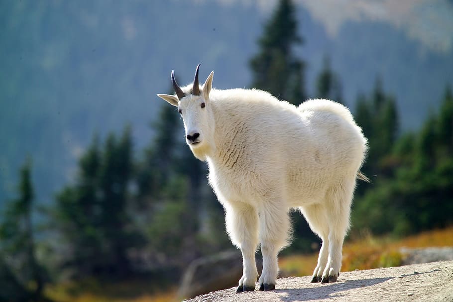 Goat Photos Download The BEST Free Goat Stock Photos  HD Images