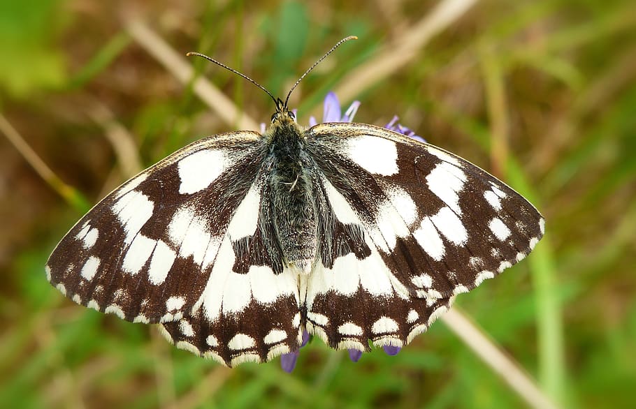 brown and white butterfly, animal themes, animal wildlife, insect HD wallpaper