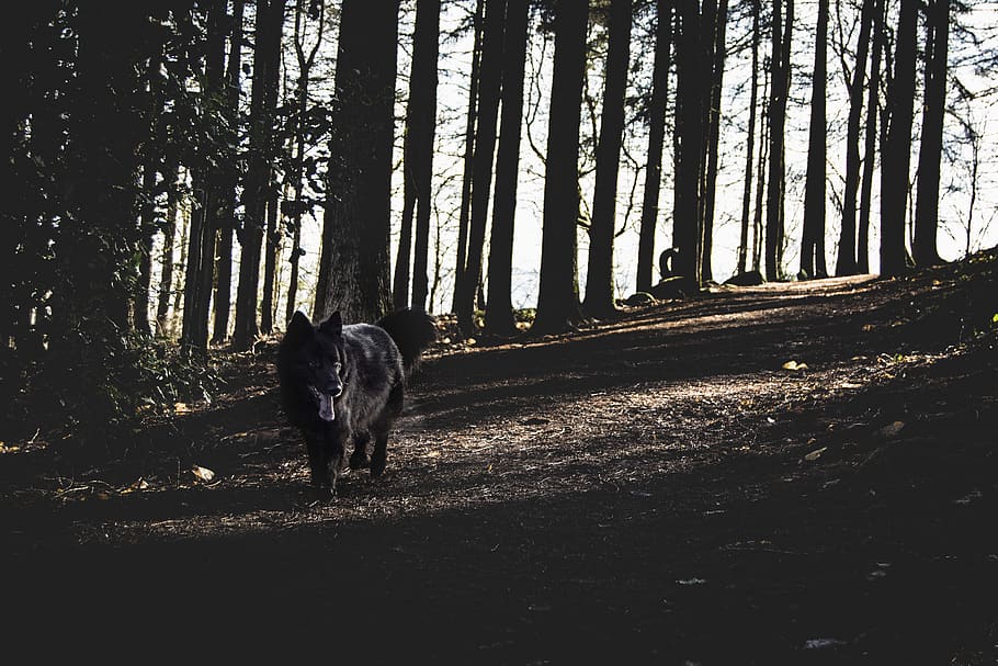 dog, german shepherd, trees, forest, woods, mammal, animal themes HD wallpaper