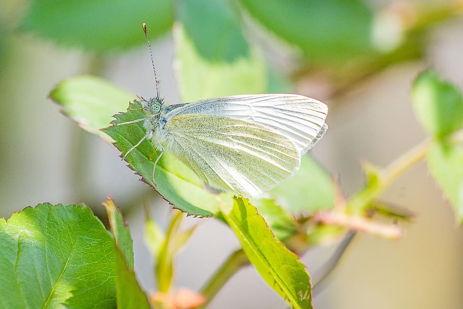 butterfly, insect, white ling, small cabbage white ling, nature