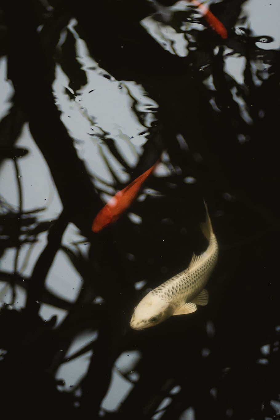 two orange and gray fish, animal, carp, koi, water, aquatic, blossom HD wallpaper
