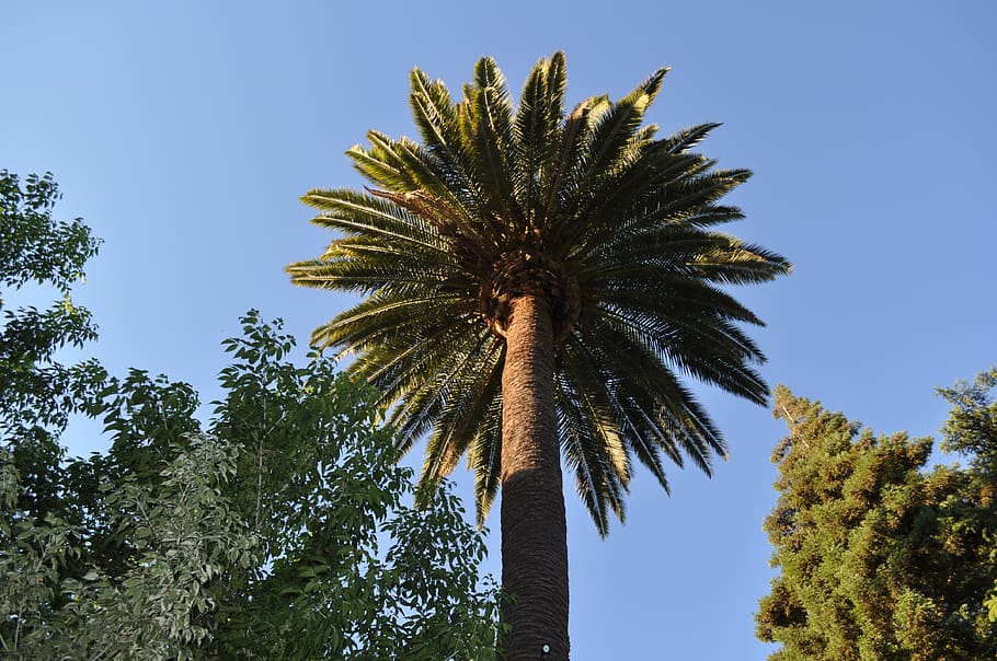 palm, palm tree, sky, plant, low angle view, growth, tropical climate HD wallpaper