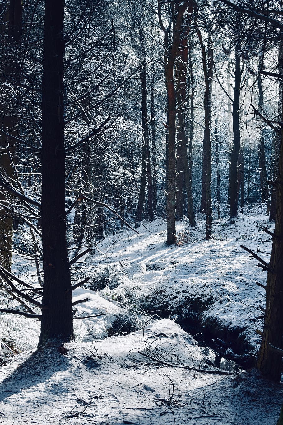 forest covered snow, tree, plant, vegetation, sheffield, nature HD wallpaper