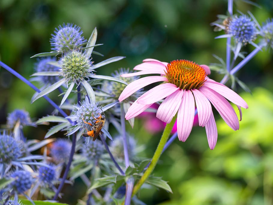 flower, pink, plant, spring, nature, blossom, petal, floral HD wallpaper