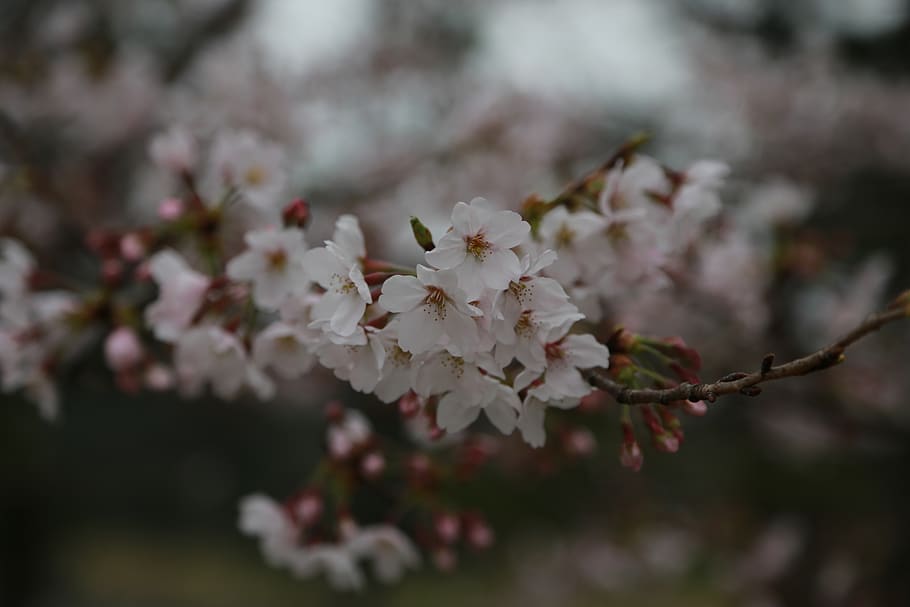 flowers, cherry tree, cherry blossom, cherry flowers, spring HD wallpaper