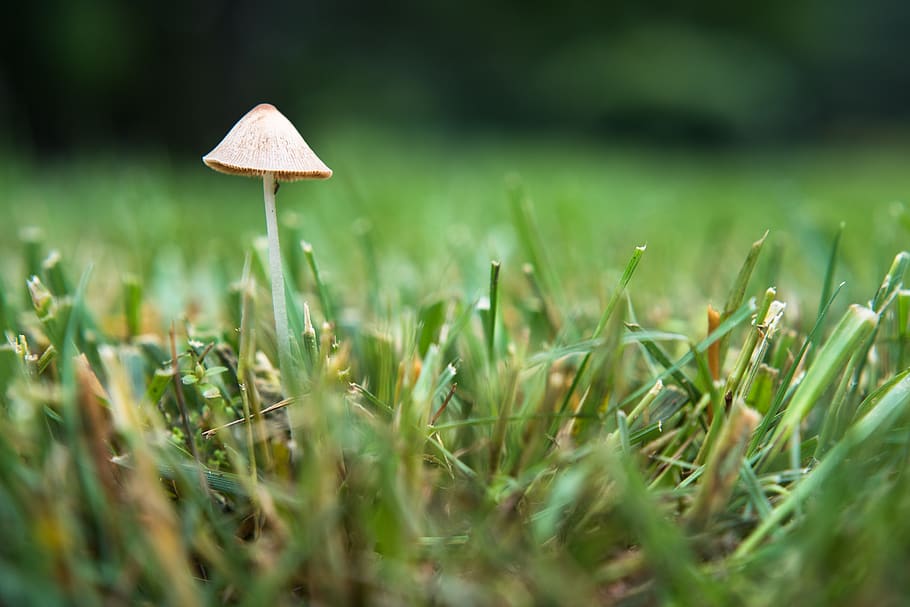 toadstool, mushroom, green, growth, plant, fungus, land, grass HD wallpaper