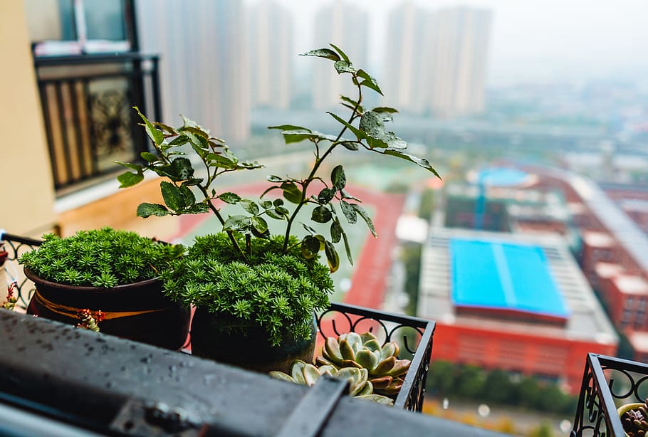 potted plant, window, growth, nature, green color, day, no people HD wallpaper