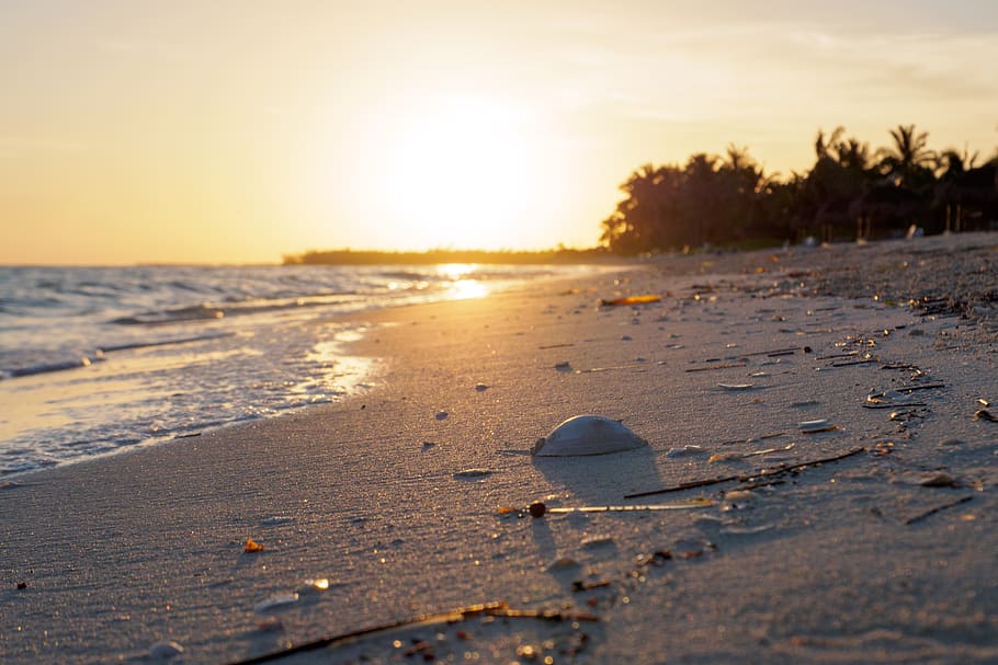 sunset at the beach, potted plant, jar, flora, pottery, vase HD wallpaper