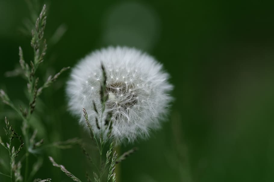 plant, flower, dandelion, blossom, nature, green, fujifilm HD wallpaper