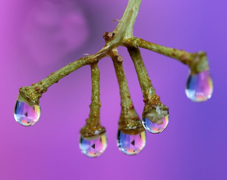 drops, water, plant, macro, wet, studio shot, close-up, no people HD wallpaper