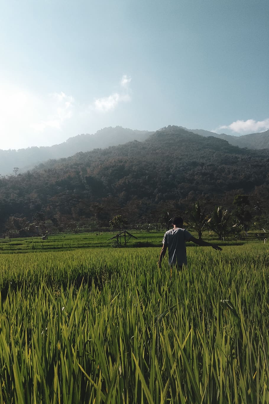 indonesia, mountain, morning light, green, field, plant, agriculture HD wallpaper