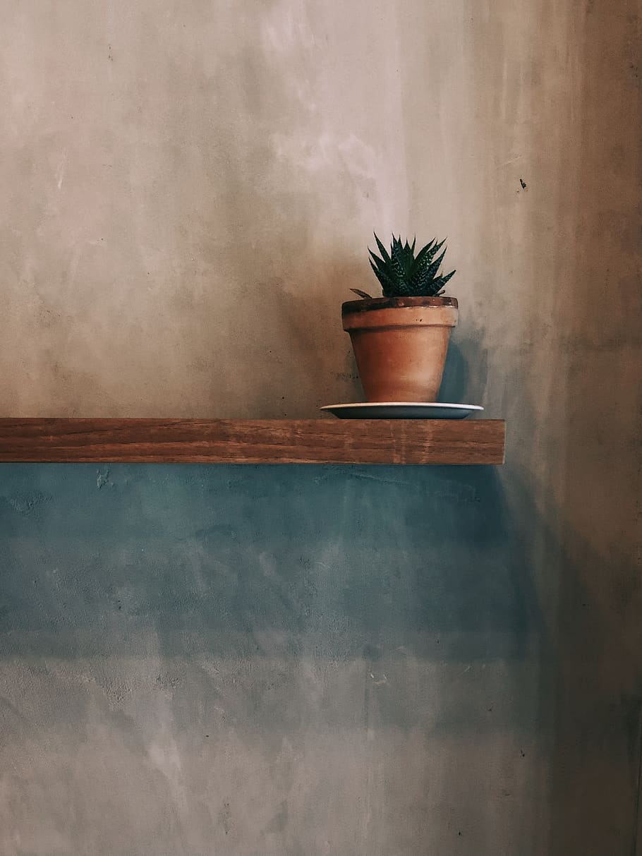 minimalism, plant, potted plant, wall - building feature, no people HD wallpaper