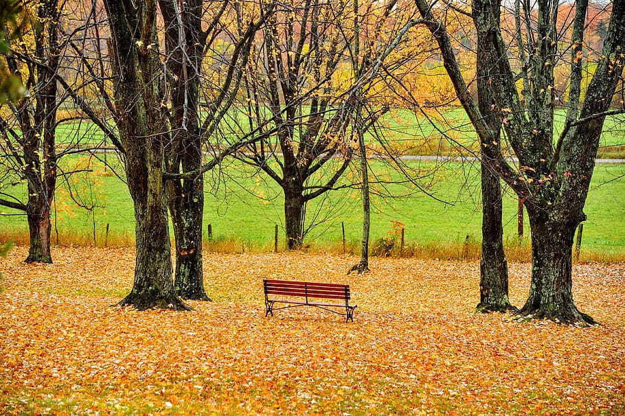 brown wooden bench between trees, park bench, grass, outdoors HD wallpaper
