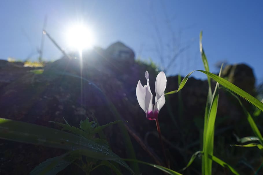 flower, plant, beauty in nature, growth, vulnerability, fragility HD wallpaper