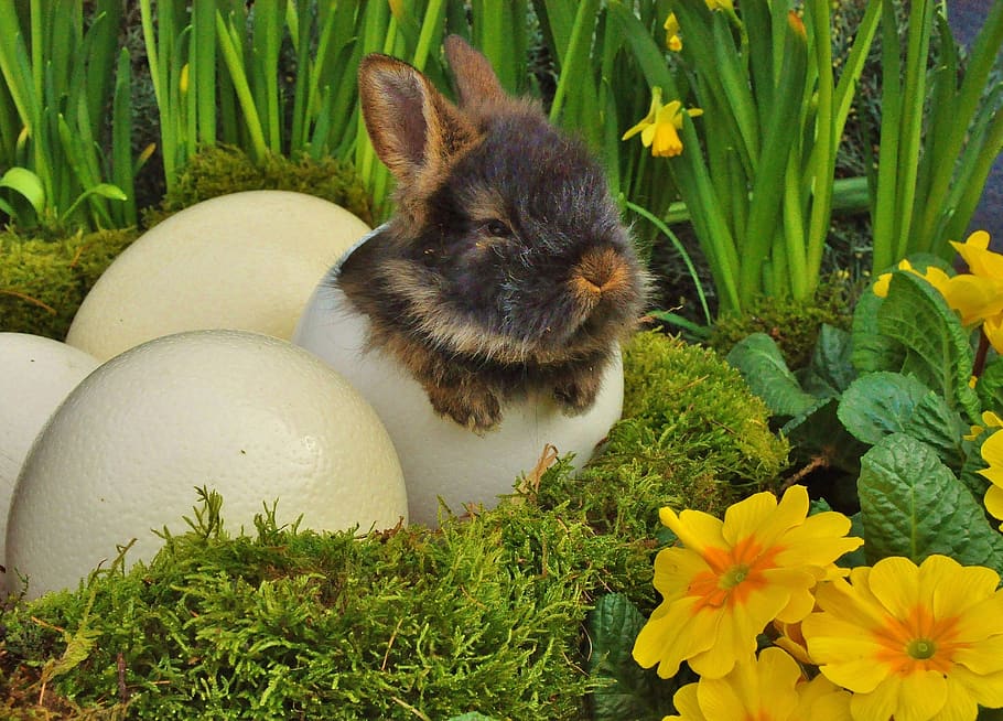 easter, easter bunny, rabbit, ostrich egg, easter bunny nest HD wallpaper