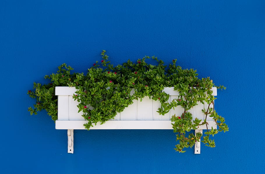 green leafed plant on white wooden wall-mounted rack, flora, ivy