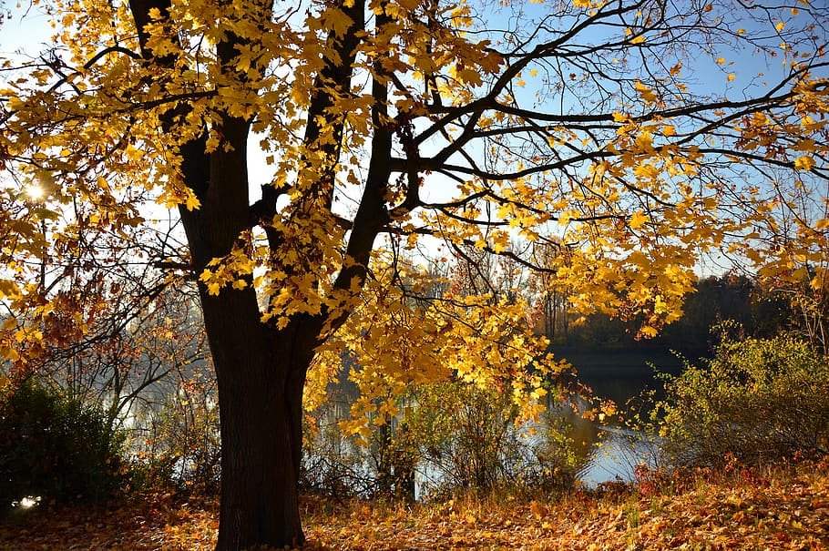 tree, deciduous tree, autumn, landscape, autumn landscape, nature HD wallpaper