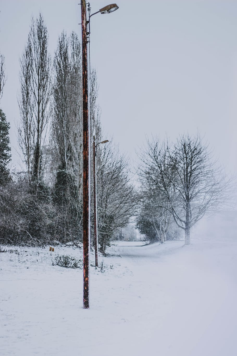 lamp post near trees, snow, cold temperature, winter, plant, sky HD wallpaper