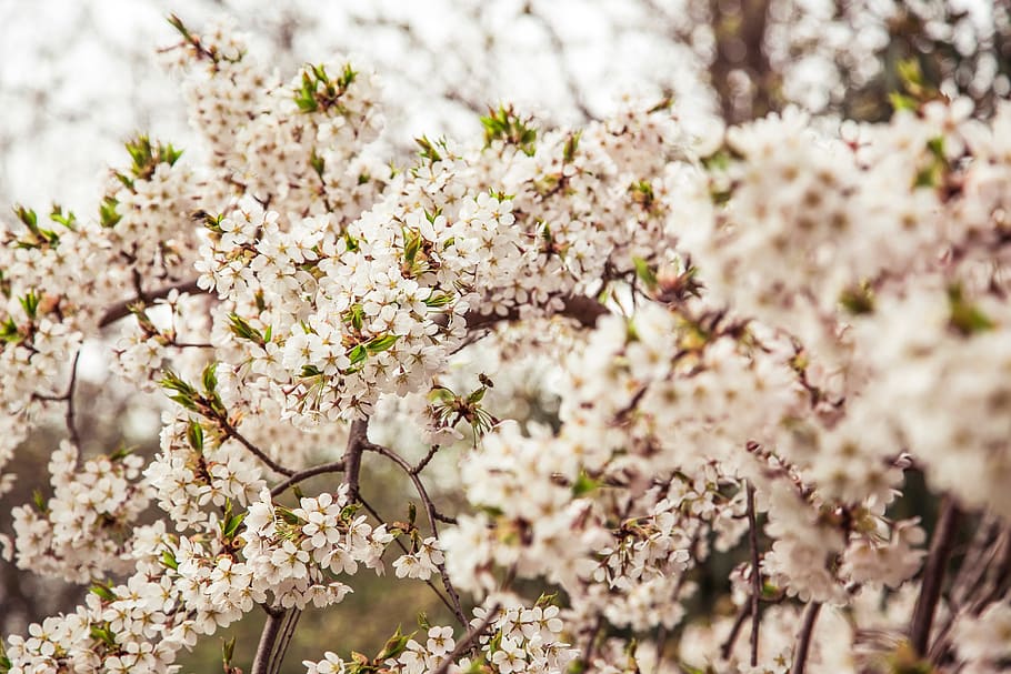 flower, white, petal, bloom, garden, plant, nature, autumn HD wallpaper