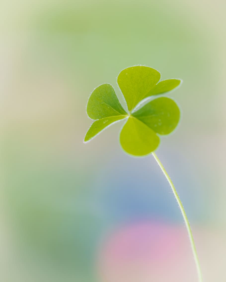 macro, leaf, plant part, nature, green color, growth, close-up HD wallpaper
