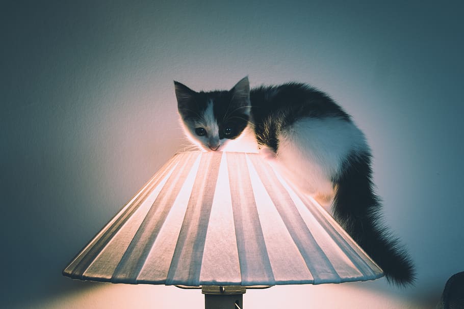 united kingdom, sutton, pets, cat, domestic, domestic cat, domestic animals HD wallpaper