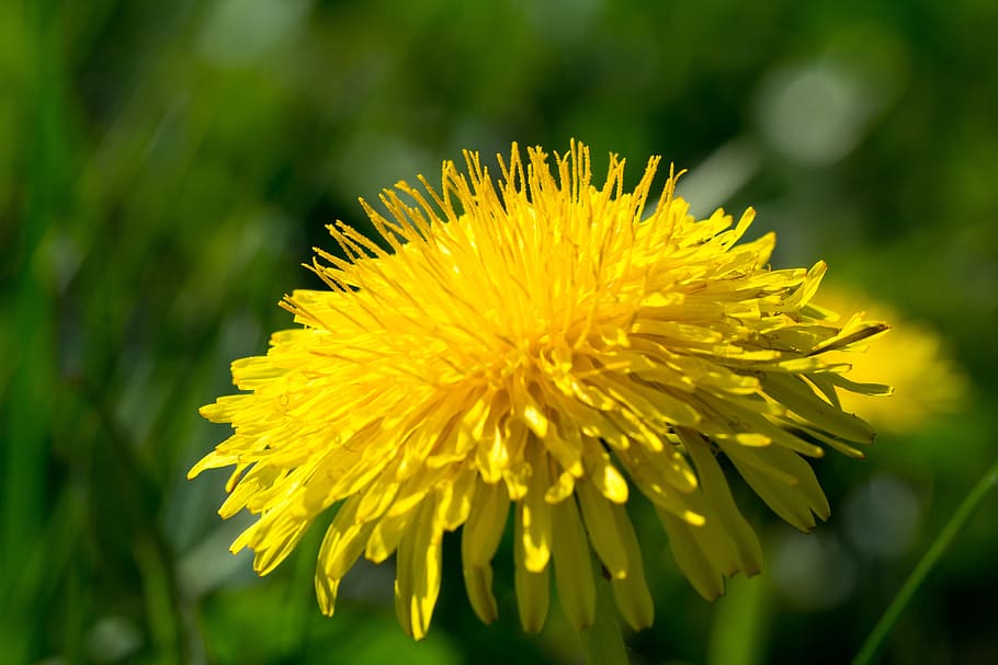 blossom, bloom, spring, dandelion, taraxacum, yellow, flower HD wallpaper
