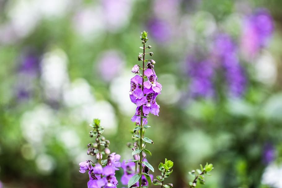 Purple and Green Flower Plant, bloom, blooming, blossom, blur HD wallpaper
