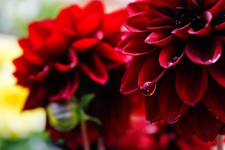 closeup, drop, rain, raindrop, petal, nature, leaf, flower HD wallpaper