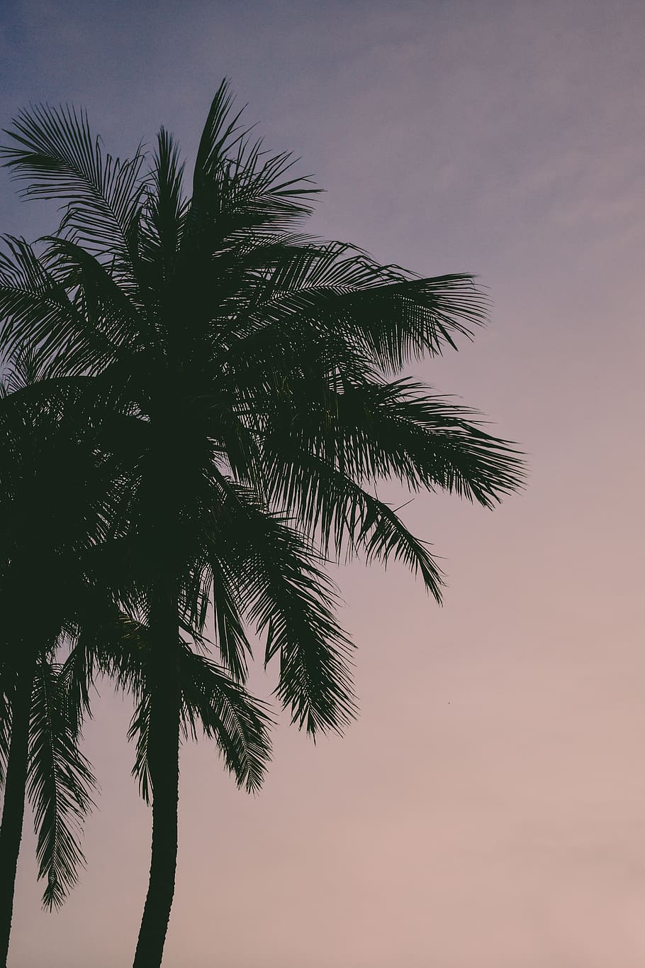 palm tree silhouette, tropical climate, plant, sky, growth, nature HD wallpaper