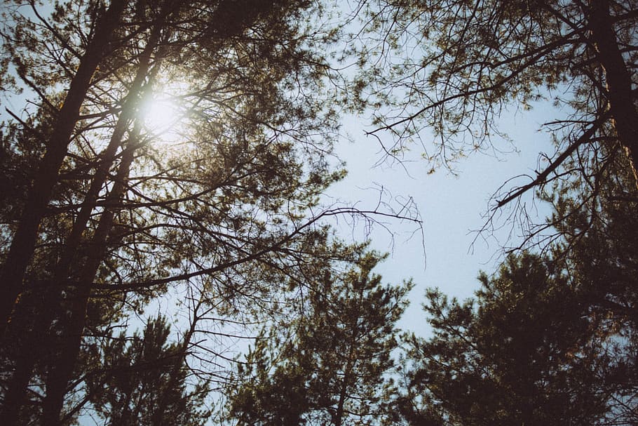 trees, sky, forest, plant, branch, low angle view, tranquility HD wallpaper