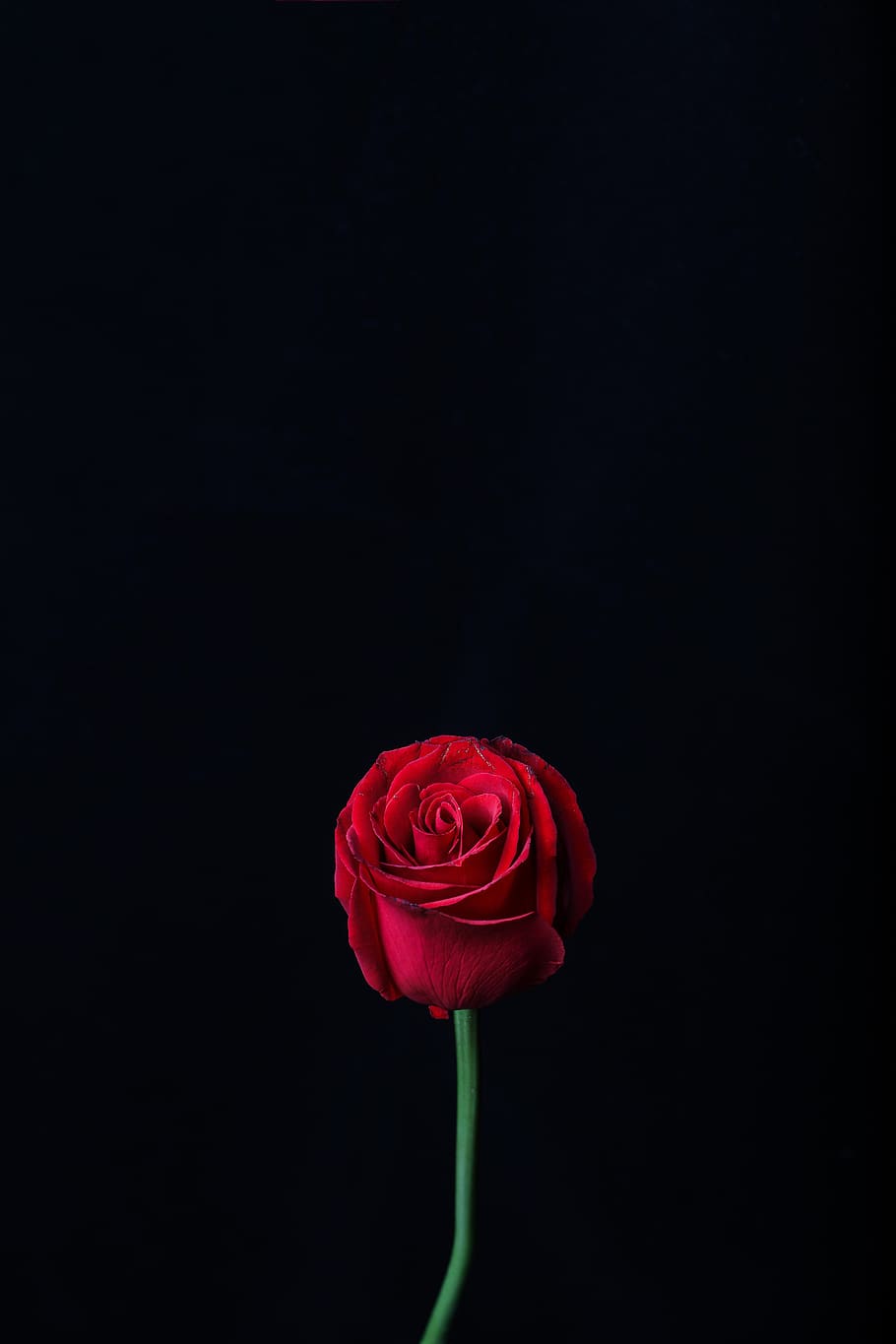 red rose, rose - flower, beauty in nature, flowering plant, petal HD wallpaper