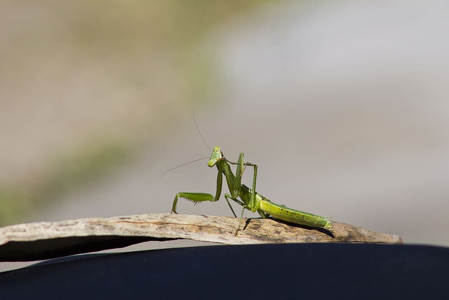 insect, mantis, green, nature, antennas, predator, animal themes HD wallpaper