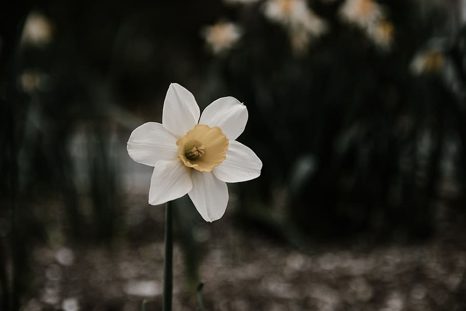 stem, spring, symmetry, wallpaper, petals, white, yellow, single HD wallpaper