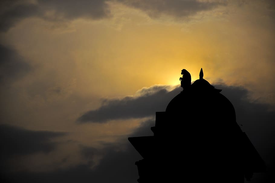 Hd Wallpaper Mono Mammal India Temple Ceiling Landscape