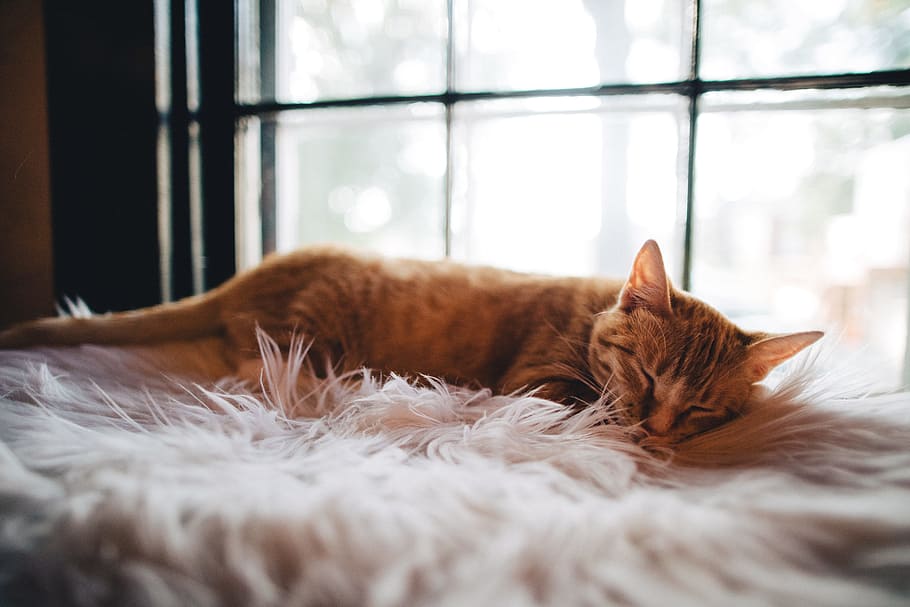 cat, mat, blanket, asleep, sleeping, nap, animal, pet, feline, HD wallpaper