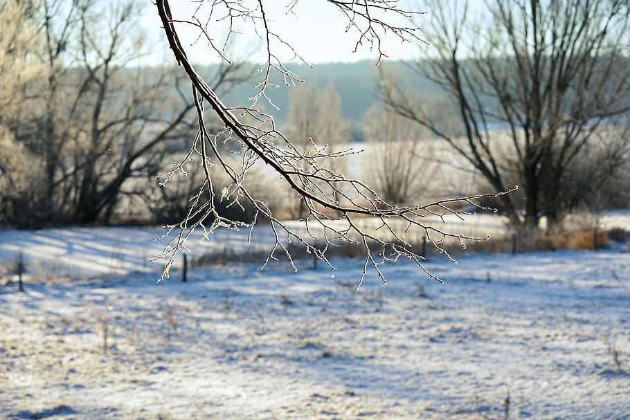 cold, frost, tree, snow, nature, winter, landscape, sky, forest HD wallpaper