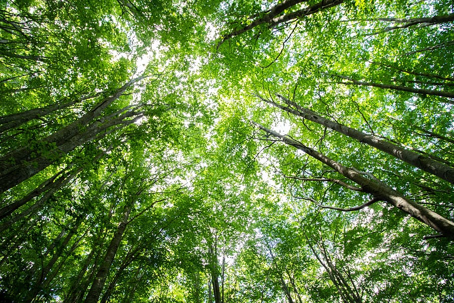 trees, nature, forest, green, woods, natural, scenic, light HD wallpaper