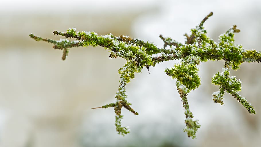 snow, snowfall, snowy, winter, snowflake, branch, plant, nature HD wallpaper