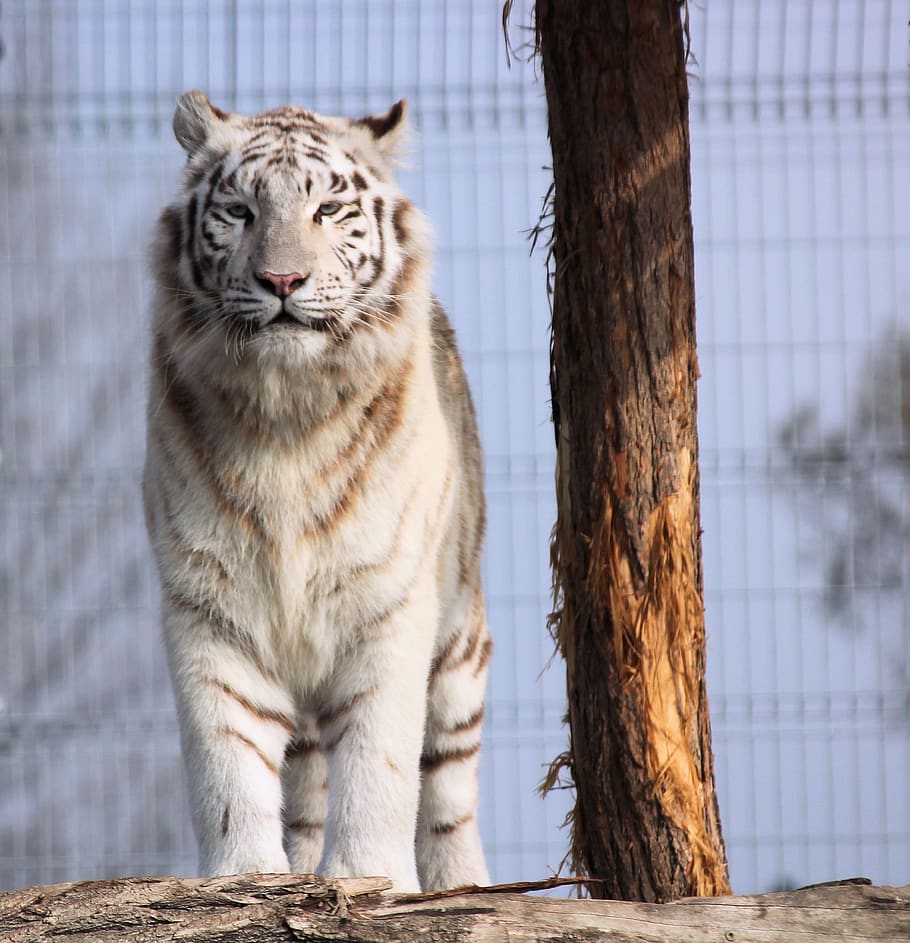 tiger, white, beast, cat, animal, mammal, noble, view, animal themes HD wallpaper