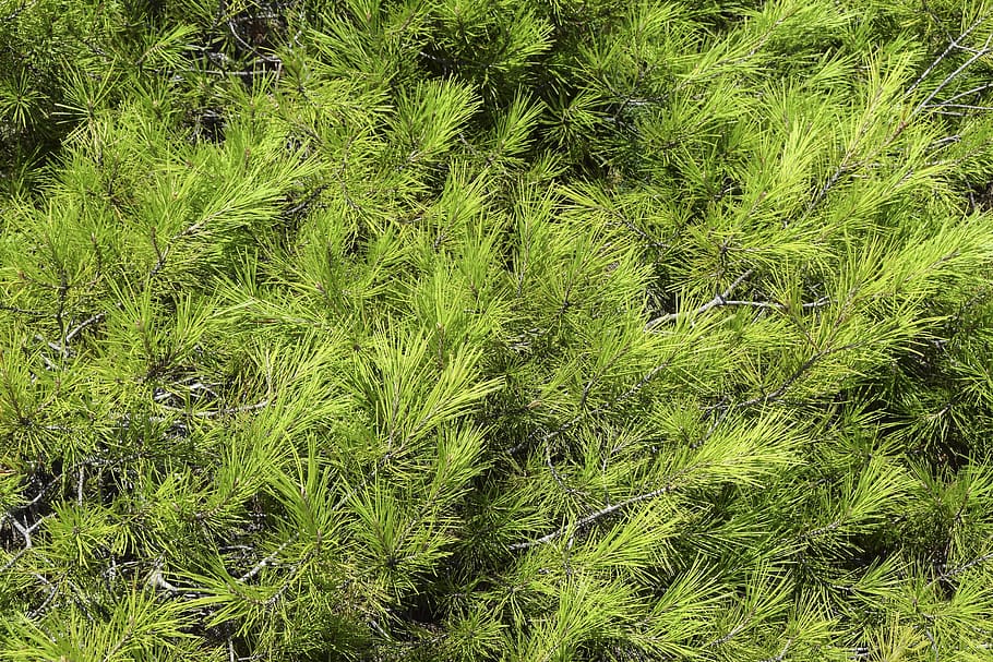 texture, spruce, tree, christmas, background, pine, green, backdrop HD wallpaper