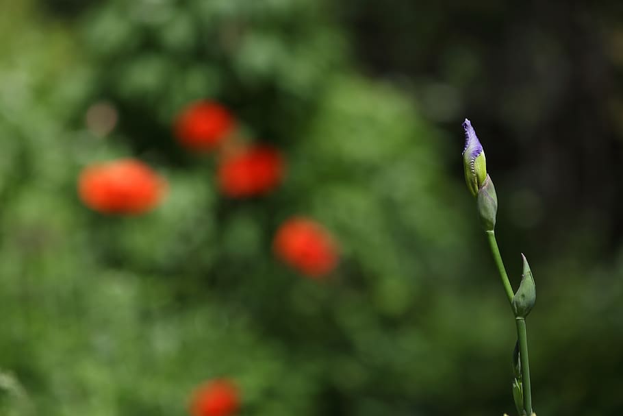 iris, flower, bloom, nature, violet, floral, botanical, garden HD wallpaper