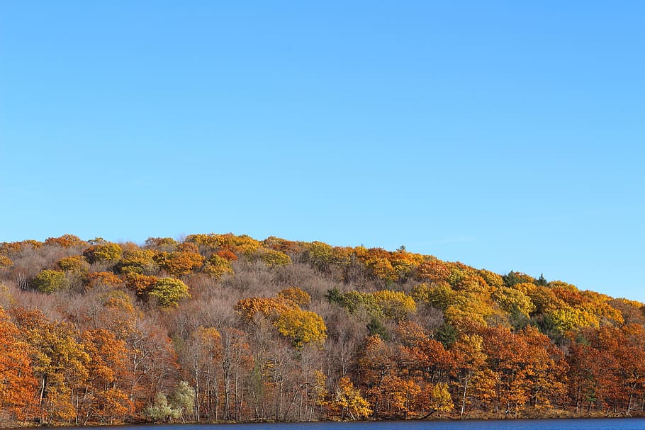 fall, lake, birch, nature, water, autumn, romantic, atmospheric HD wallpaper